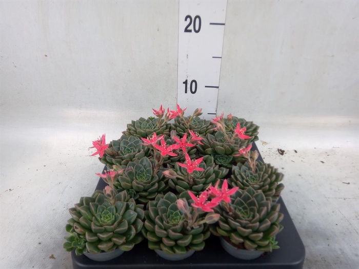 <h4>Graptopetalum tacitus   ...bloeiend</h4>