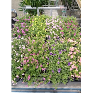 Calibrachoa  'Carillon'   ...mix