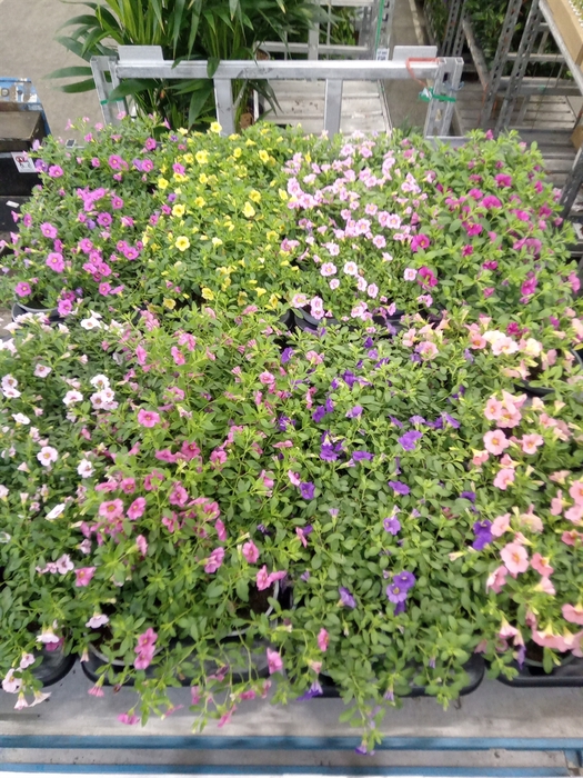 <h4>Calibrachoa  'Carillon'   ...mix</h4>
