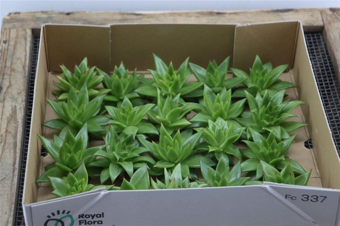 <h4>Echeveria Agavoides Ebony X20</h4>
