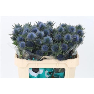 Eryngium Magnetar Qstar