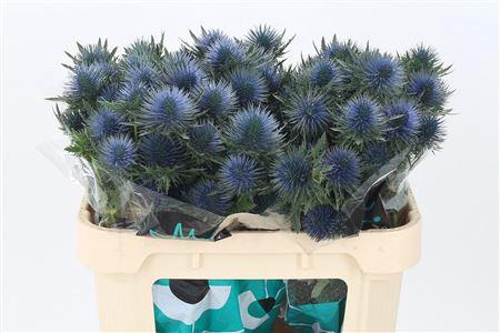 <h4>Eryngium Magnetar Qstar</h4>