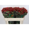 Hypericum Magical Triumph
