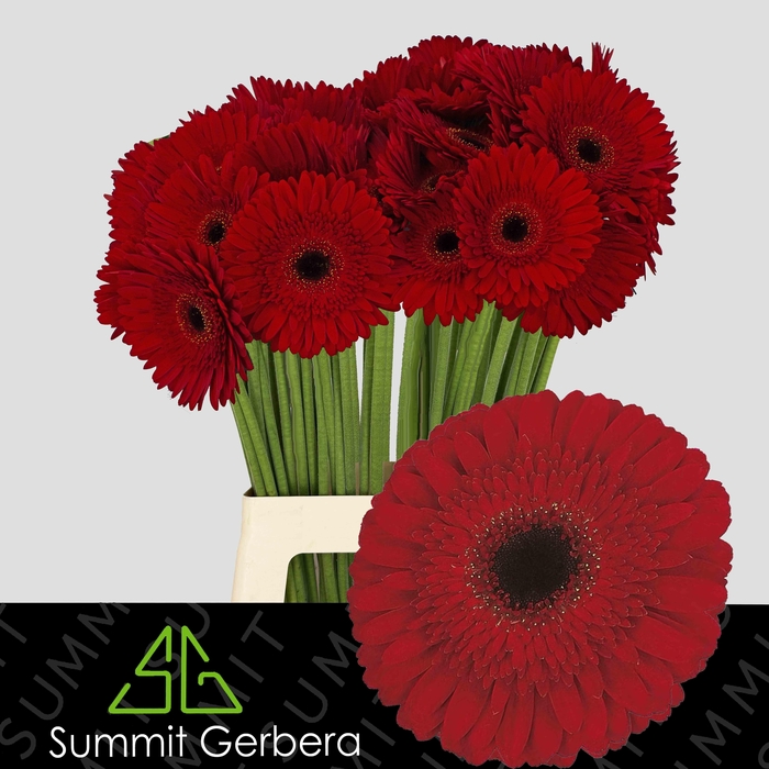 <h4>Gerbera Dynamic Water x40 Lang</h4>