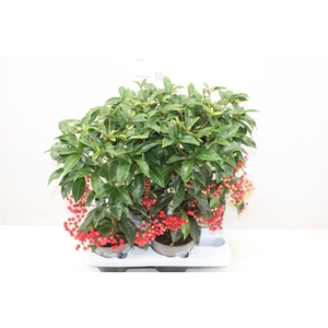 Ardisia Crenata Rood