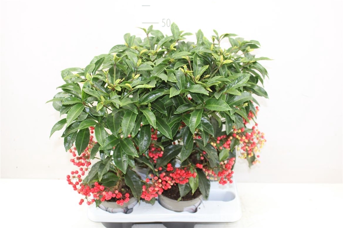 <h4>Ardisia Crenata Rood</h4>