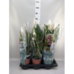 Spathiphyllum ...