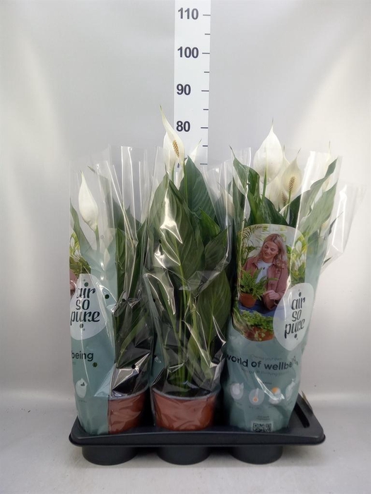 <h4>Spathiphyllum ...</h4>
