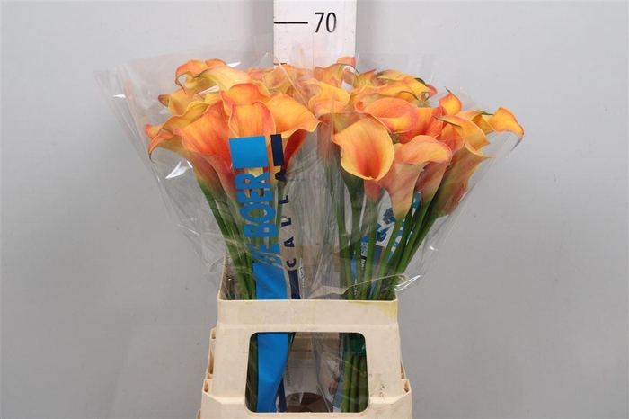 <h4>Zant Capt Odeon</h4>