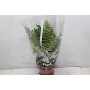 ASPLENIUM PARVATI P17