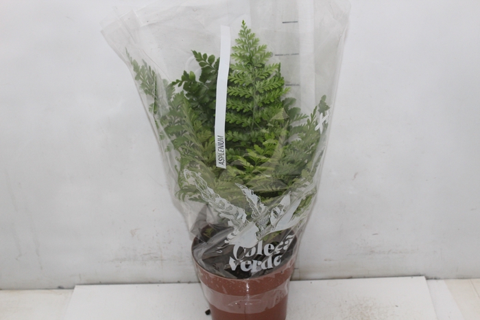 <h4>ASPLENIUM PARVATI P17</h4>