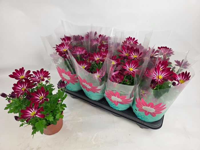 <h4>CHRYS SENSINA</h4>