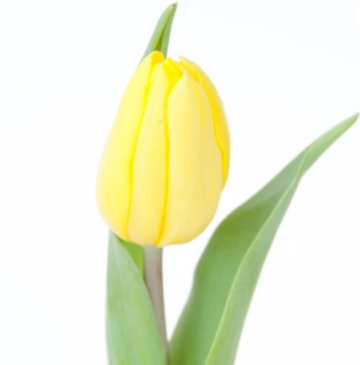 Tulipa EN 'Strong Gold'