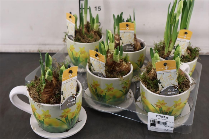 * Arr Ptn8726 Kop En Schotel & Narcis Bridal Crown