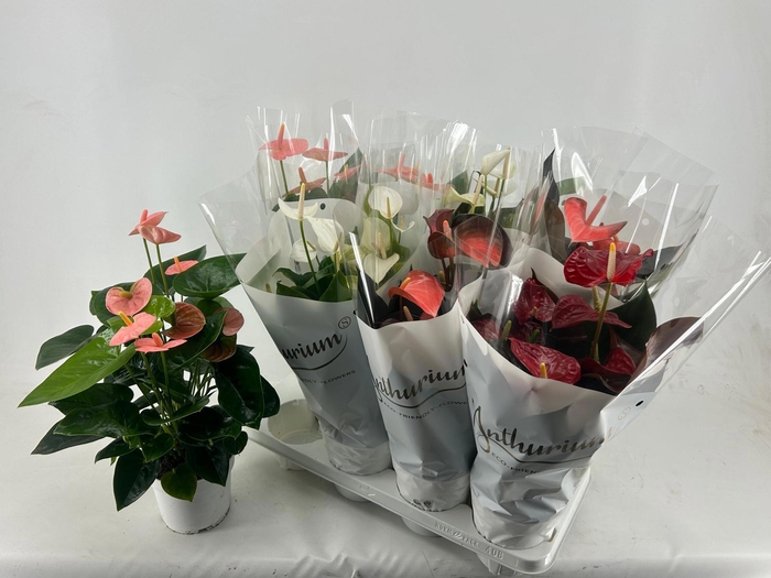 <h4>ANTHU AN GEM 4 KL</h4>