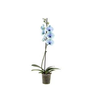 Phal I Am Northern Light 1T9+ (24 uur levertijd)