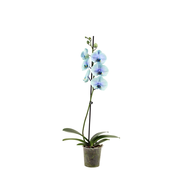 <h4>Phal I Am Northern Light 1T9+ (24 uur levertijd)</h4>