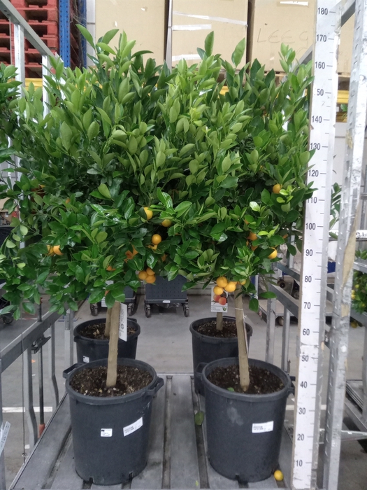 <h4>Citrus   ...</h4>