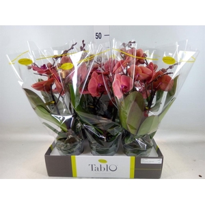 Phalaenopsis   ...orange