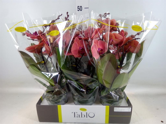 <h4>Phalaenopsis   ...orange</h4>