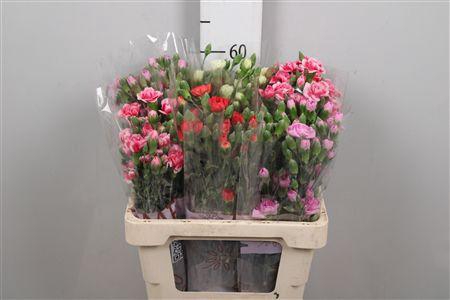 <h4>Di Tr Gem In Fust</h4>