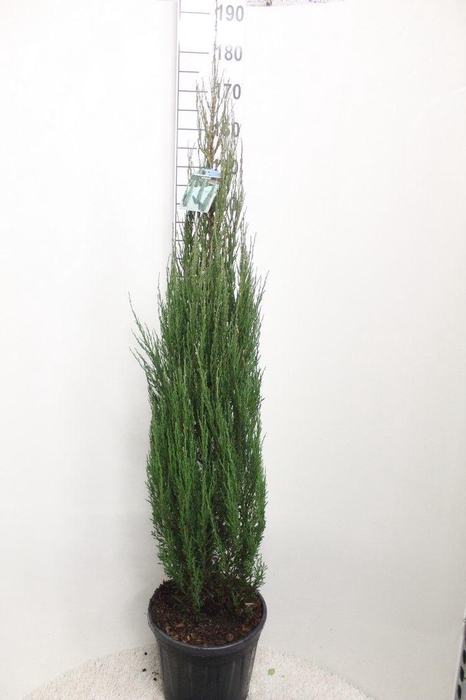 <h4>Juniperus scopulorum 'Blue Arrow' P32 potgedrukt</h4>