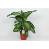 Dieffenbachia Tropic Snow