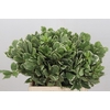 Pittosporum Ilan