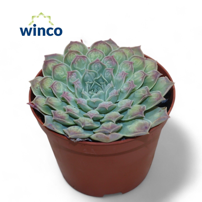 <h4>Echeveria Gilo X Raindrops</h4>