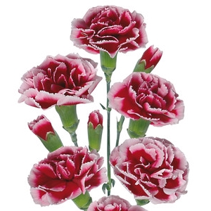 CRAVO SPRAY TANGO 060 CM