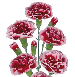 CRAVO SPRAY TANGO 070 CM