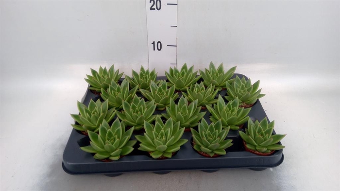 <h4>Echeveria  'Miranda'</h4>
