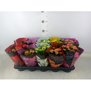 Kalanchoe blos.   ..rosebud rs fl 5