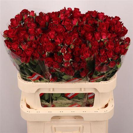 <h4>R Tr Dominica</h4>