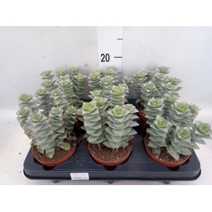 Crassula perforata 'Giant Form'