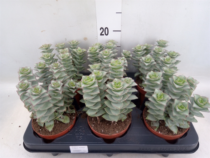 <h4>Crassula perforata 'Giant Form'</h4>