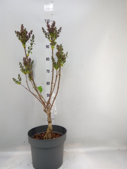 <h4>Syringa vulg.</h4>