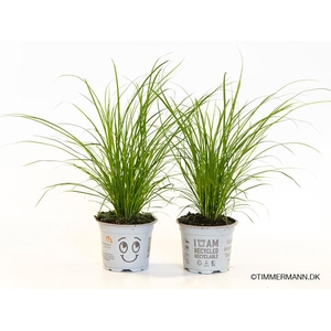 CAREX BRUNNEA P9