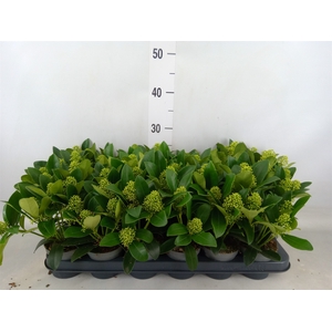 Skimmia jap. 'Finchy'