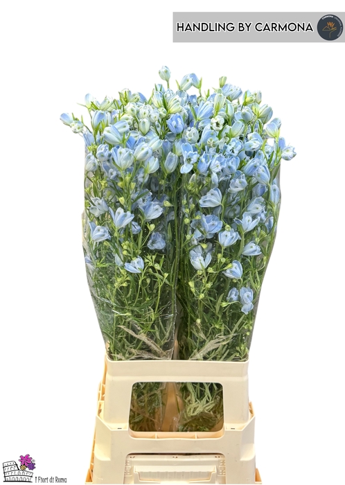 <h4>DELPH EN M PLAT BLUE</h4>