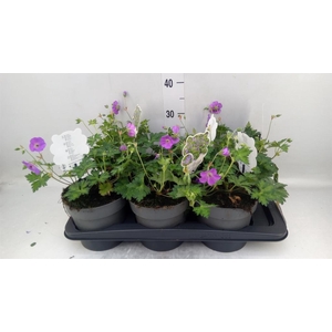 Geranium 'Rozanne'
