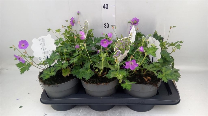 <h4>Geranium 'Rozanne'</h4>