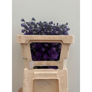 DELPH EL DEV PURPLE HEART DELPH DU