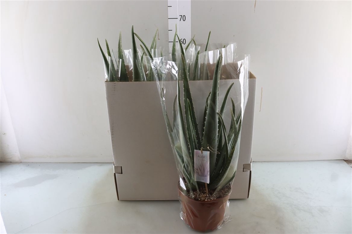 <h4>Aloe Vera Barbadensis</h4>