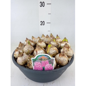 Hyacinthus orie.   ...