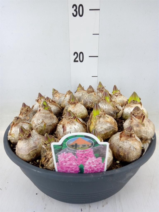 <h4>Hyacinthus orie.   ...</h4>