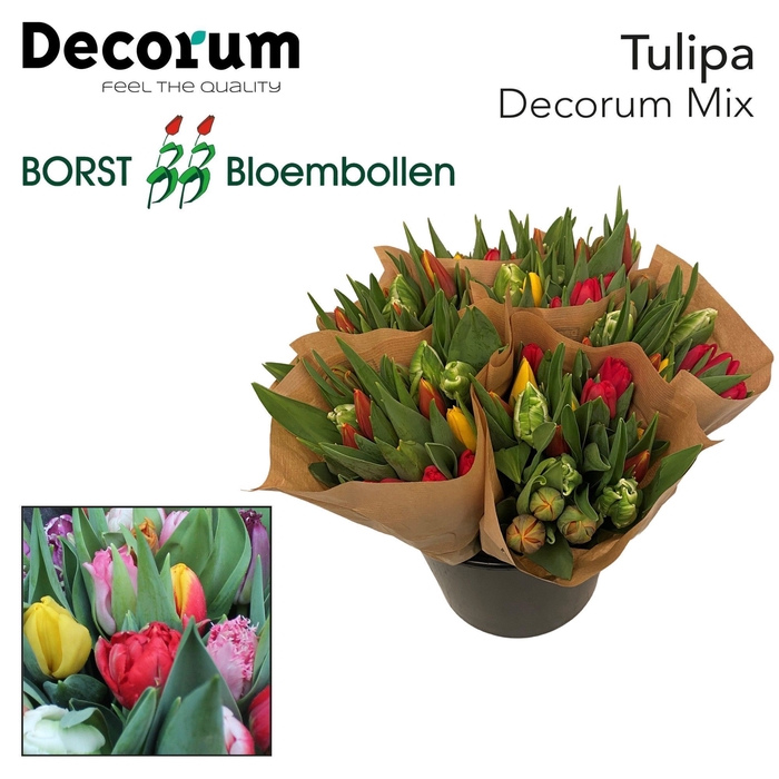 <h4>TU EN DECORUM MIX</h4>