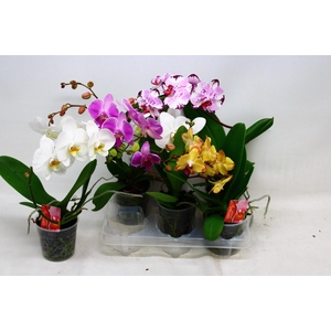 PHAL OV