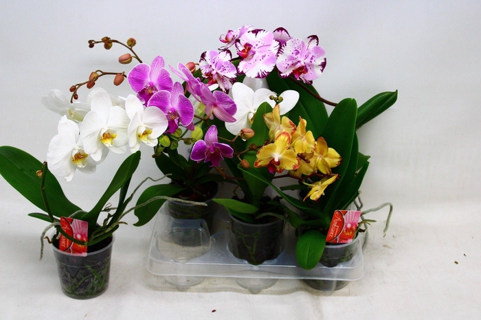 <h4>PHAL OV</h4>