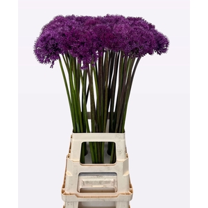 ALLIUM PURPLE SENS